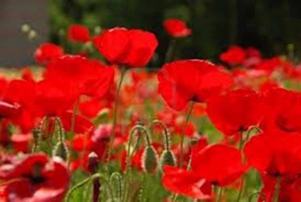 Red Poppy Seeds Pack - 100+ Stunning Red Papaver rhoeas - Easy to Grow, Non-GMO, Vibrant Blooms for Garden & Landscape