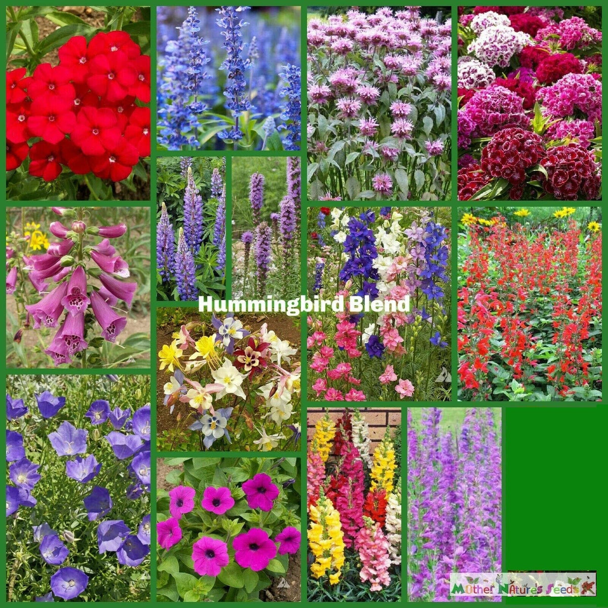 Wildflower Mix Seeds 1500 Count Hummingbird Blend Nectar Flowers Non-GMO Perennials Various Species for Gardens & Meadows