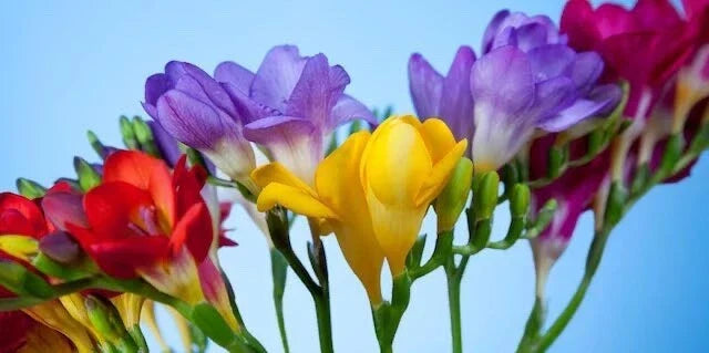 Freesia Flower Bulbs 10 Pack - Fragrant Mixed Colors - Freesia spp. - Vibrant Garden Blooms for Borders and Containers