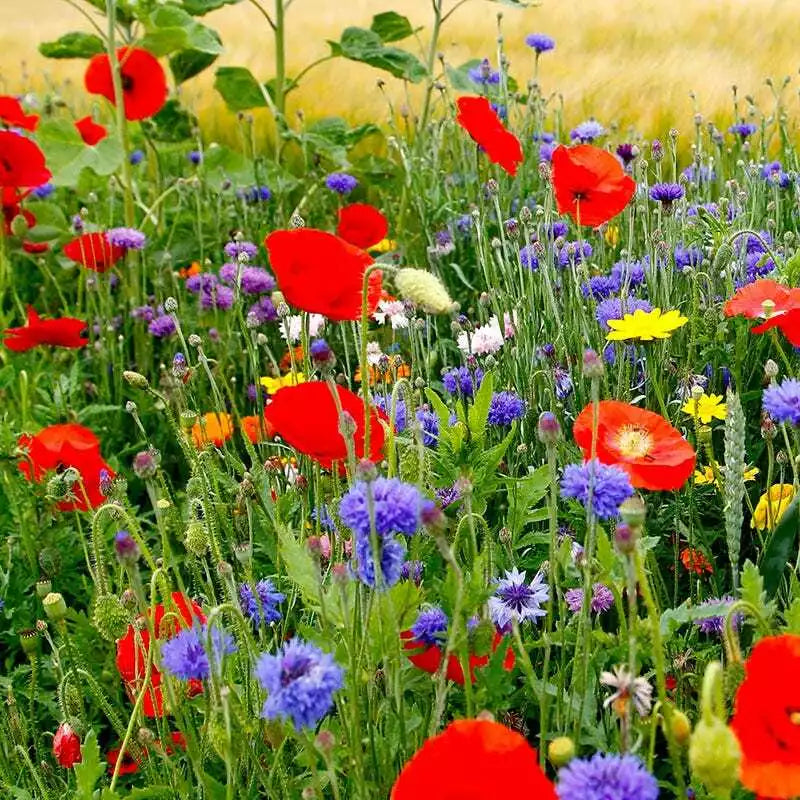 Wildflower Mix Seeds - 1000 Count - Fall Planting for Spring Blooms - Non-GMO - Vibrant Native Flowers - Various Species