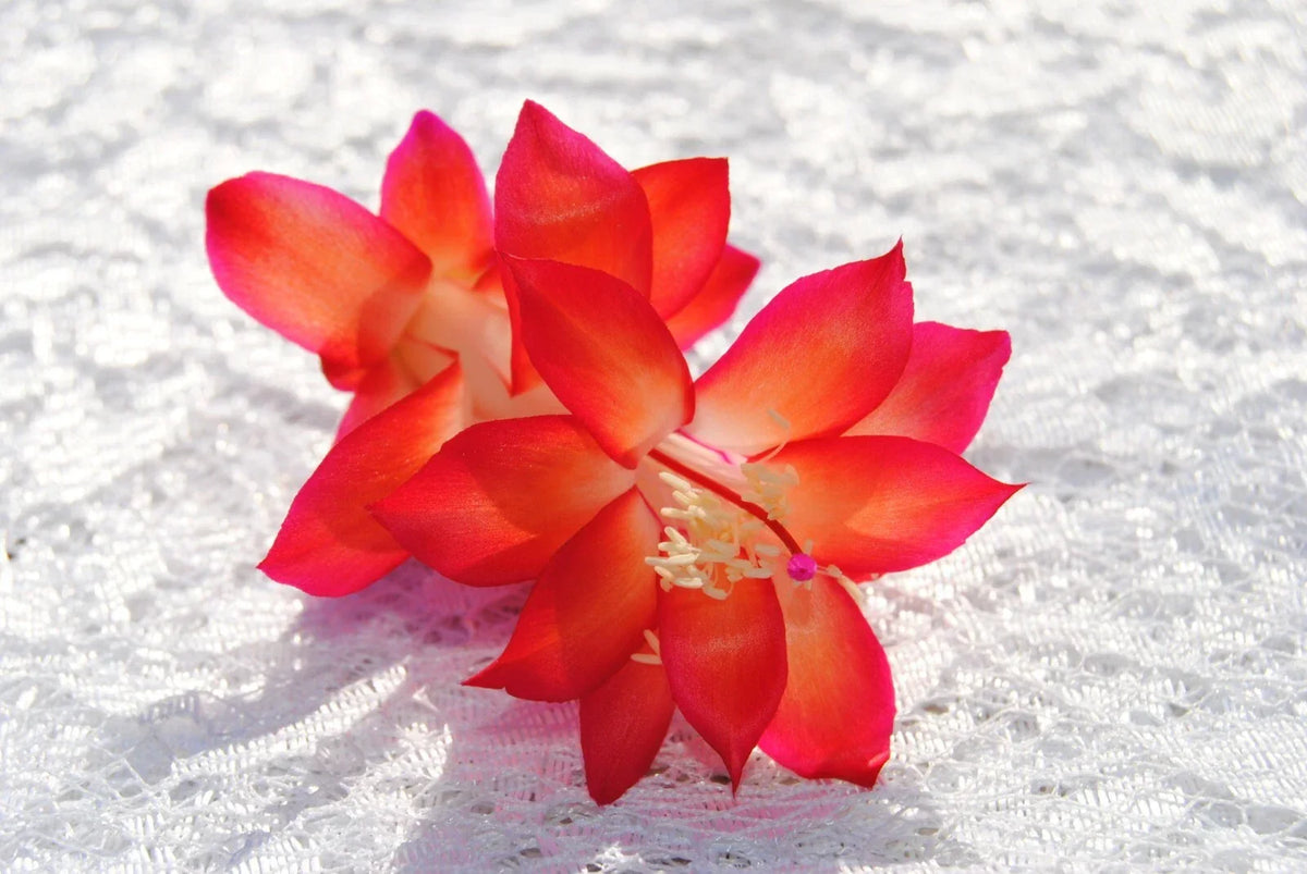 Christmas Cactus Starter Plant - Roxanne Variety - Schlumbergera Truncata - Well-Rooted Indoor Plant