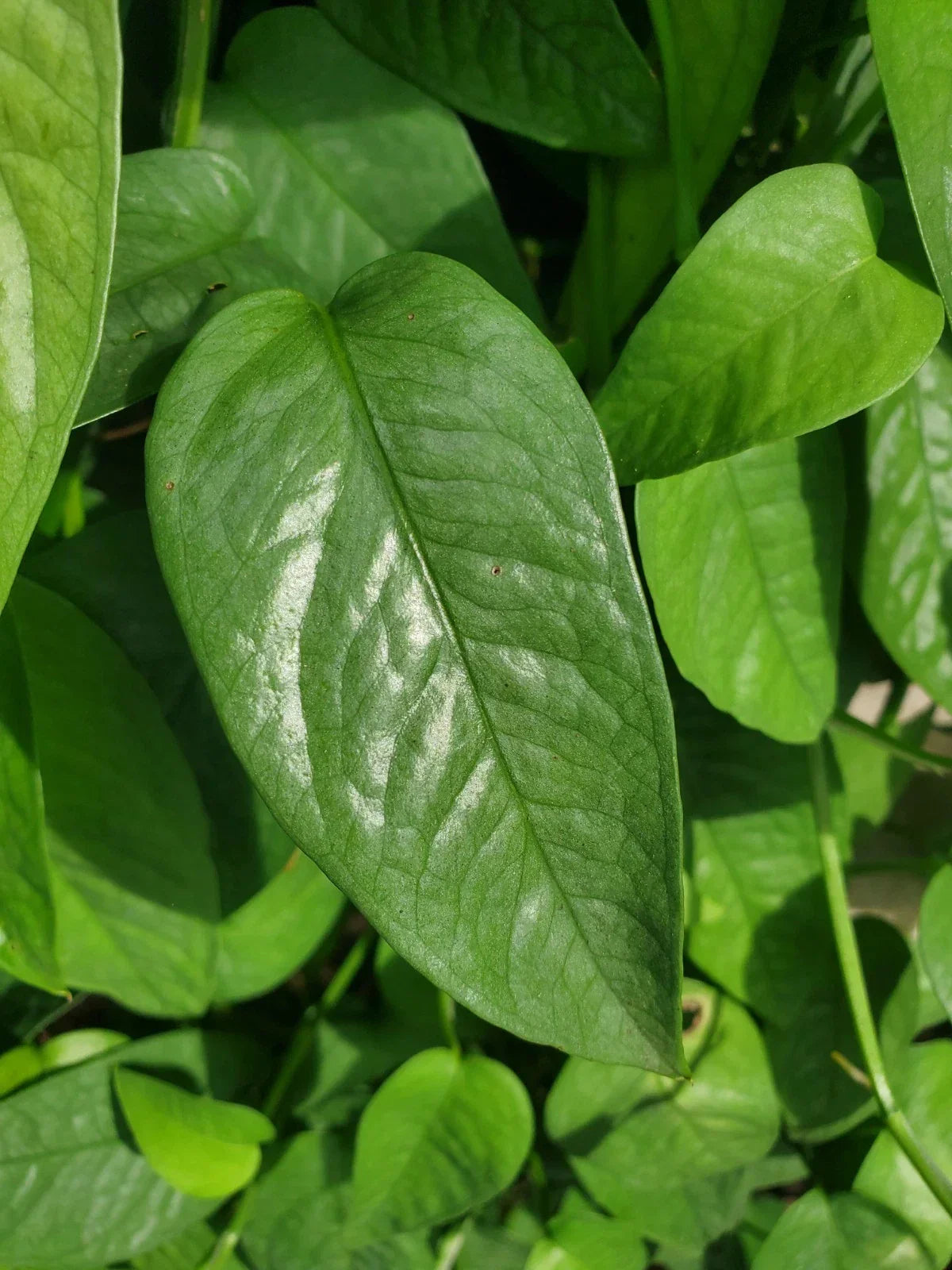 Cebu Blue Pothos Cutting - 4 Node Unrooted - Epipremnum pinnatum - Rare Houseplant - Free Shipping USA
