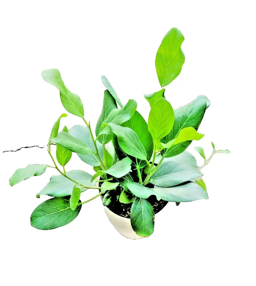 Ficus Audrey Live Plant 4" Pot, Fiddle Leaf Fig, Ornamental Tree, Ficus benghalensis, Easy Care Indoor Plant