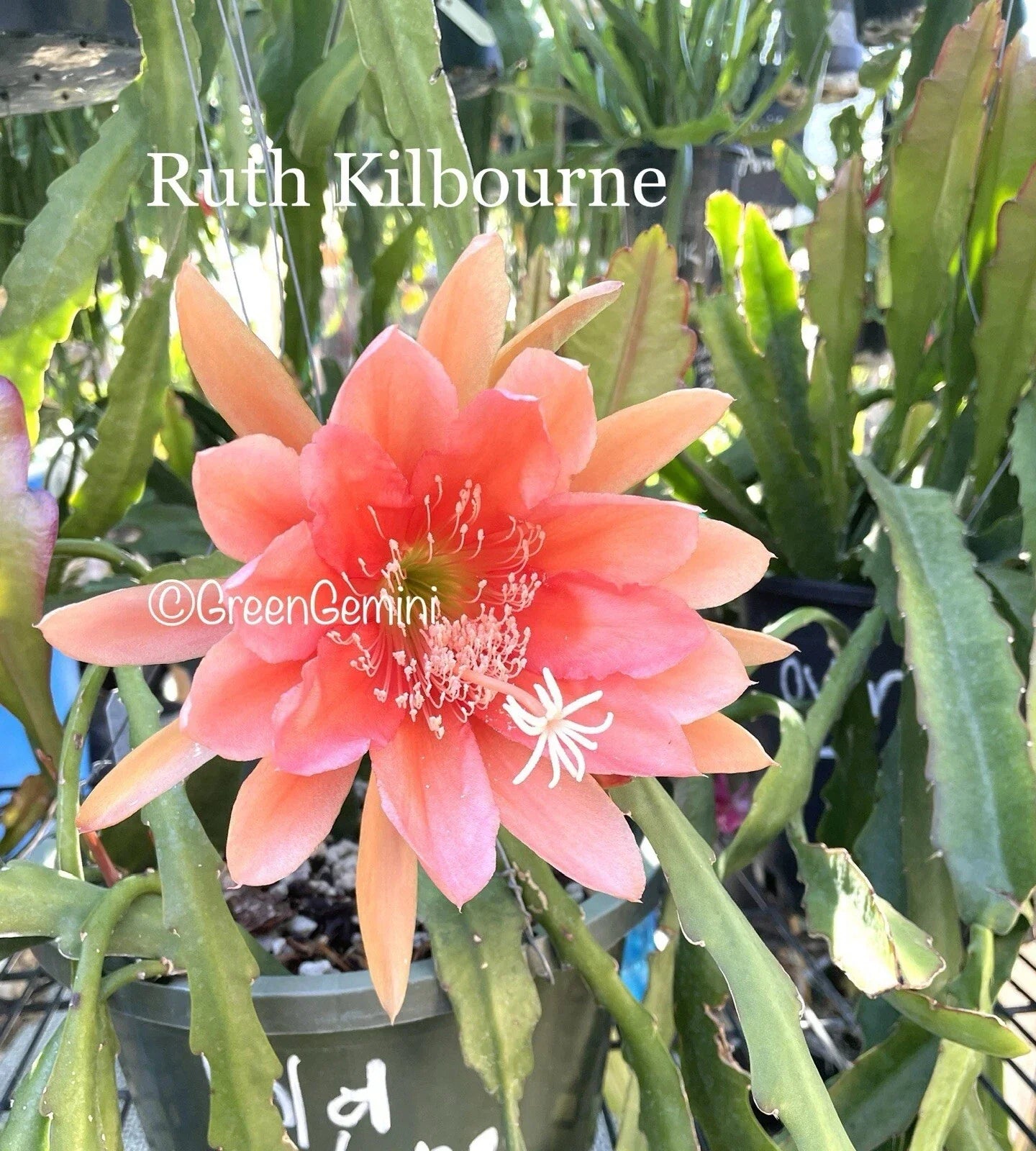 Epiphyllum Orchid Cactus Plant - Ruth Kilbourne Variety - Potted Succulent - Epiphyllum spp. - Indoor/Outdoor Houseplant