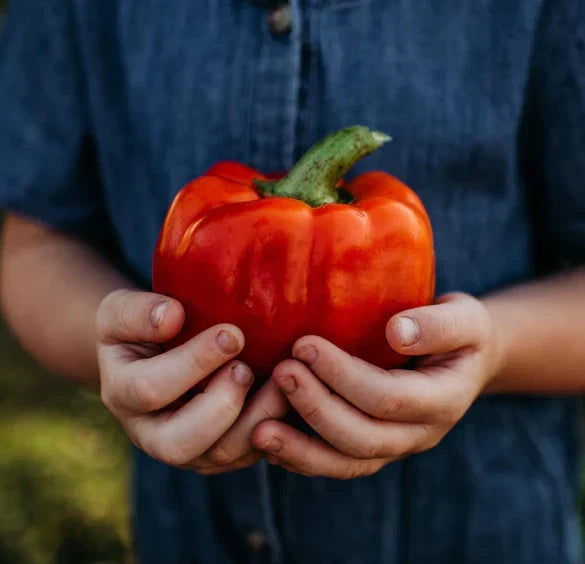 Giant Red Bell Pepper Seeds - 30+ Organic Heirloom Non-GMO - Capsicum annuum - Sweet Peppers for Home Garden
