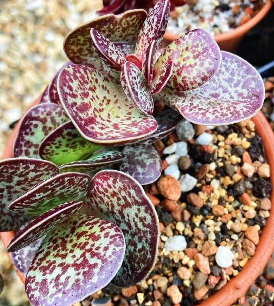 Succulent Starter Plant 1 Chocolate Drop Calico Hearts Adromischus Maculatus Grey-Green Leaves with Purple Spots Indoor/Outdoor