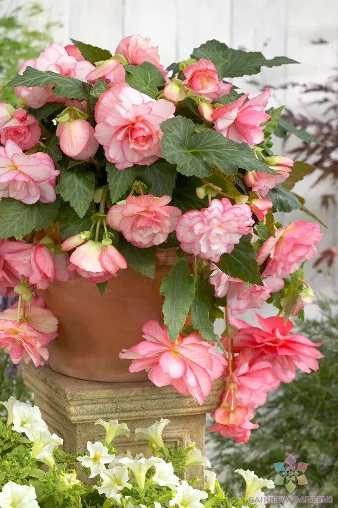 Cascade Florence Begonia Seeds - 25+ Non-GMO Seeds for Garden Planting - Begonia x tuberhybrida - Vibrant Cascading Flowers