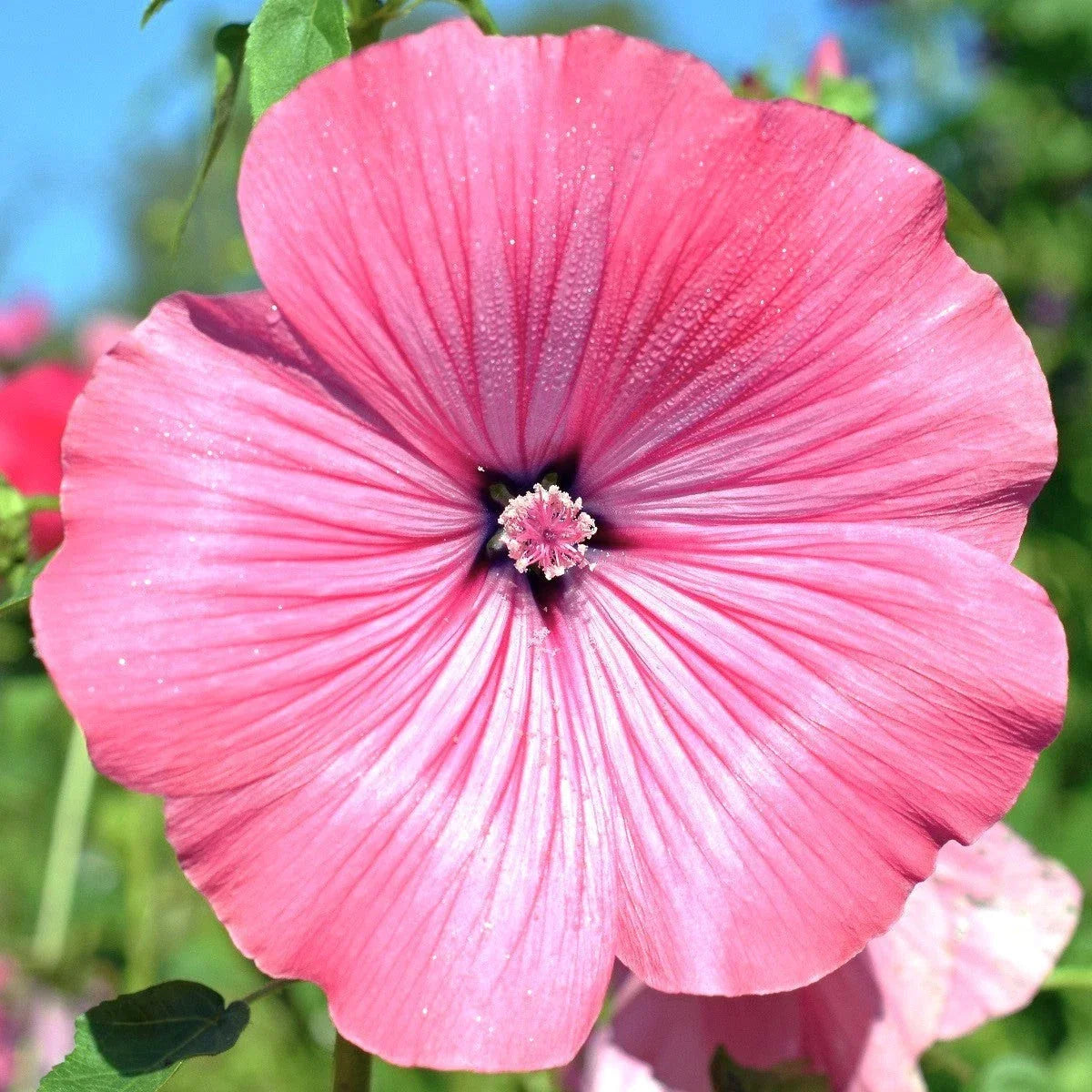 Blush Pink Regis Rose Mallow Seeds - Malva Trimestris - 50 Flower Seeds for Garden - Easy to Grow, Attracts Pollinators