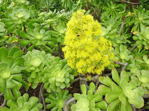 XXL Aeonium Arboreum Cuttings - Green Rose - 6" Diameter - Succulent Plant for Propagation - Aeonium arboreum