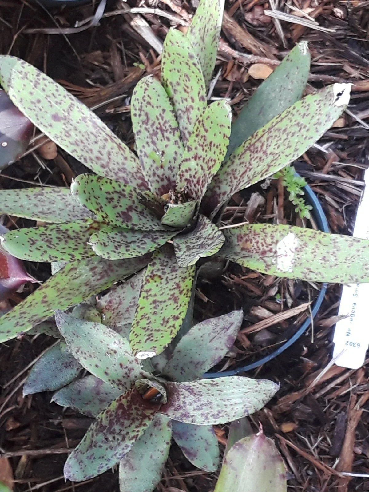 Mini Bromeliad Plant - Neoregelia Small Fry - Tropical Indoor Houseplant - Neoregelia spp. - Low Maintenance Decor Plant