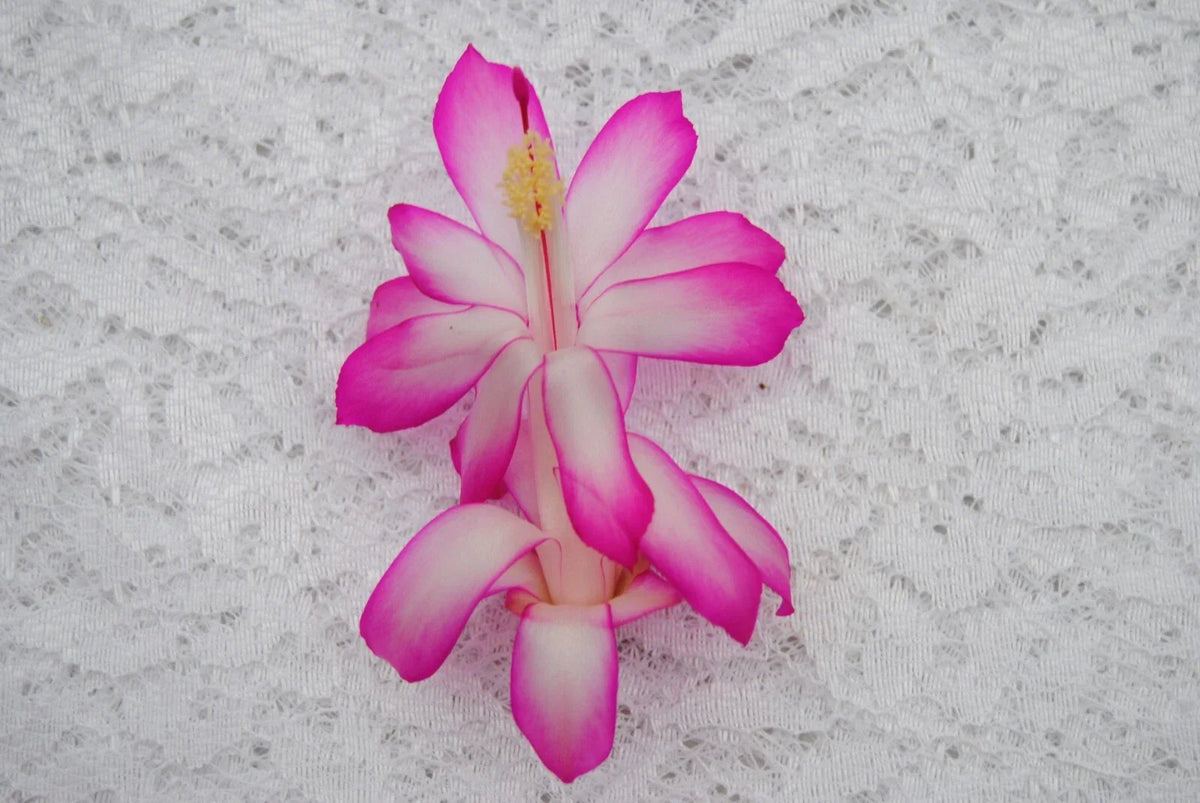 Christmas Cactus Starter Plant - Small Rocket Variety - Schlumbergera Truncata - Well Rooted for Easy Growth