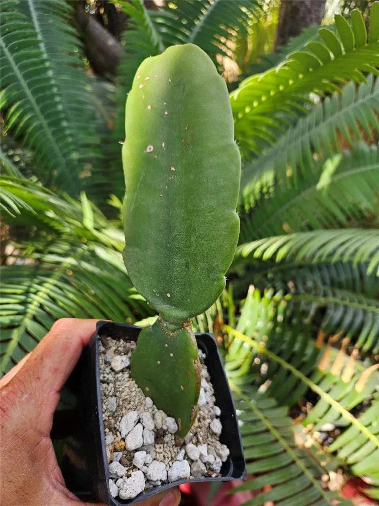 Rooted Cutting Cactus 12" Dendrocereus Nudiflorus - Unique Naked-Flowered Cactus for Indoor & Outdoor Gardening