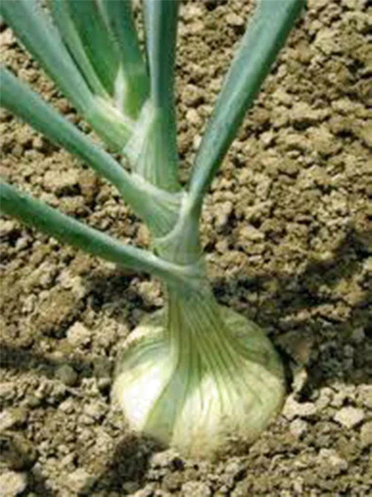 Spanish White Onion Seeds, 100 Non-GMO Heirloom, Sweet Allium cepa for Home Gardening