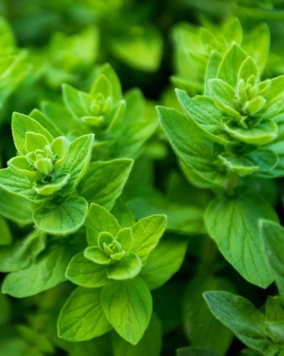 Italian Oregano Seeds - 10,000 Heirloom Seeds - Origanum vulgare - Non-GMO Herb for Culinary Use and Container Gardening