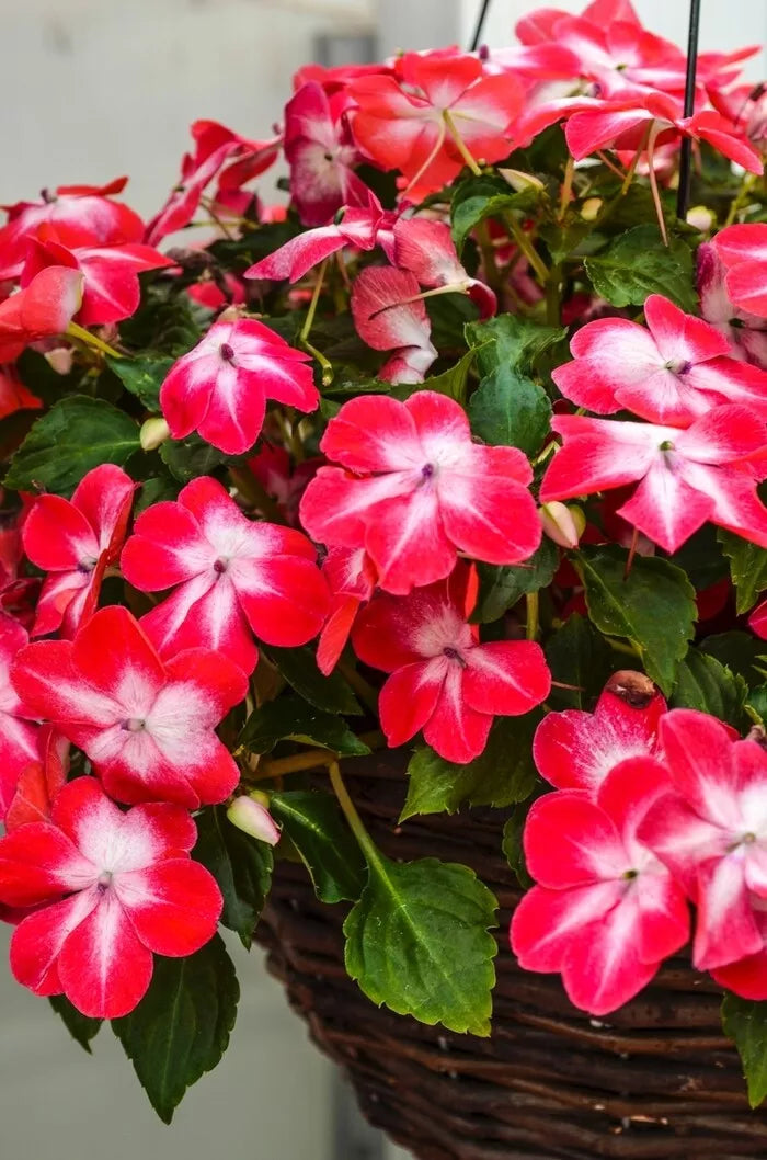 Impatiens Seeds 100 Pack - Super Elfin XP Red Starburst - Impatiens Walleriana for Shaded Gardens