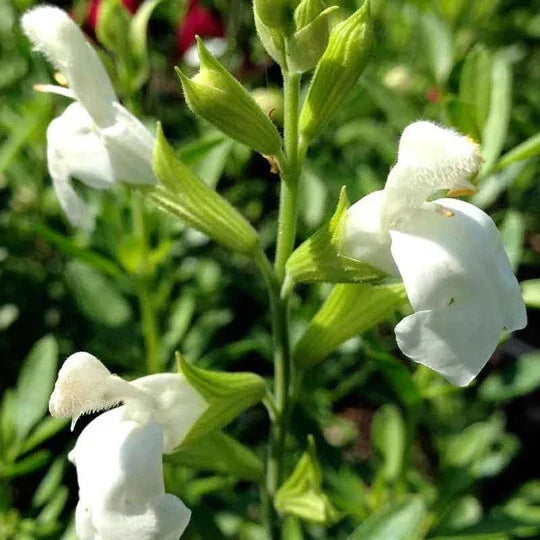 Salvia Greggii White 1 Gallon Plant - Live Perennial Flowering Herb (Salvia greggii) - Drought-Tolerant, Pollinator-Friendly