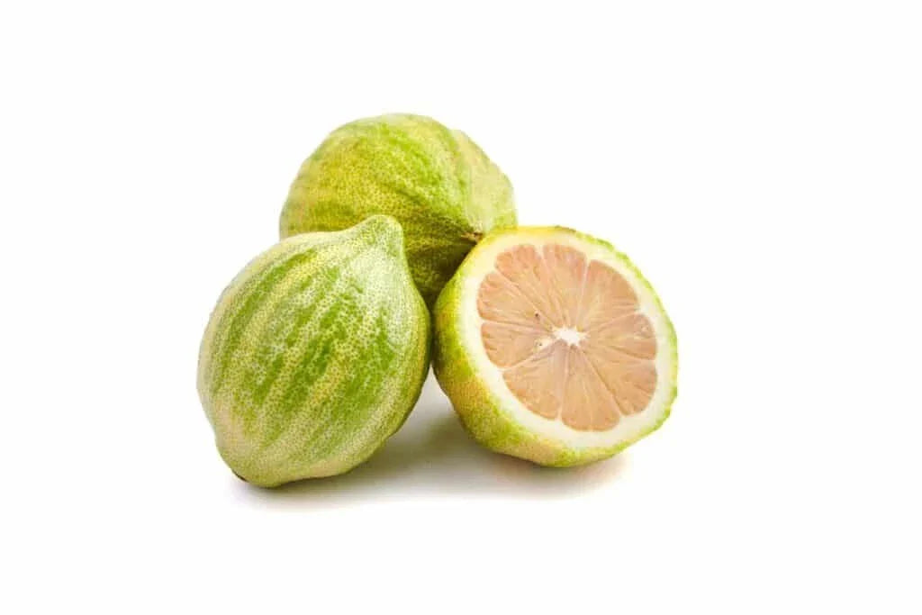 Variegated Pink Lemon Seeds - 5 Pack - Citrus limon - Unique Garden Fruit - Fast USA Shipping