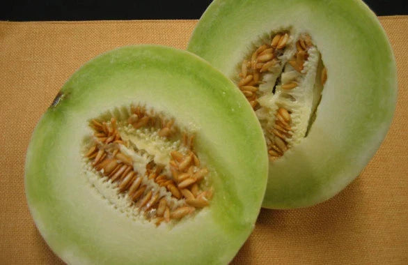 Cantaloupe Seeds Pack of 20 - Honey Dew Melon - Cucumis melo - Non-GMO, Easy to Grow, Sweet Fresh Melons for Garden