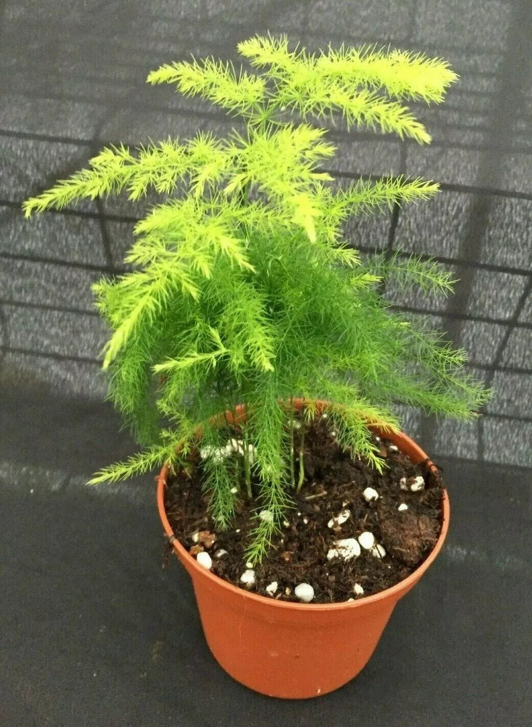 Asparagus Plumosus Fern Plant 3" Pot - Live Rooted Houseplant with Delicate Feathery Foliage (Asparagus plumosus)