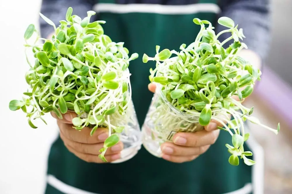 Sunflower Sprout Seeds 200 Count - Helianthus annuus - Nutty Flavor for Salads - Easy Indoor Growing