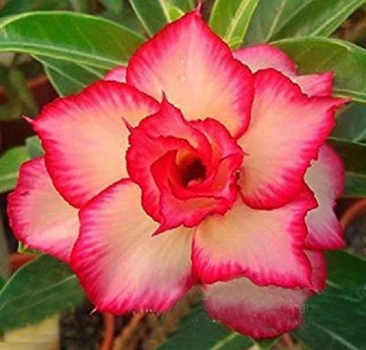 Desert Rose Seeds - 4 Pack Yellow Red Flowers - Adenium Obesum Perennial Seeds for Garden and Landscaping