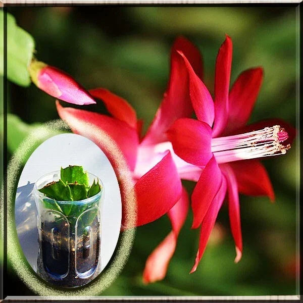 Red Christmas Cactus Live Plant 2.5" Pot Schlumbergera Zygo Bright Red Blooms Ideal for Indoor Decoration