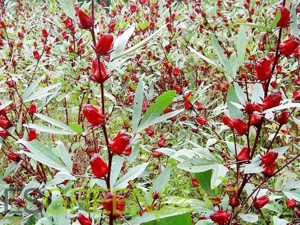 Jamaican Sorrel Seeds 10 Pack, Florida Cranberry, Indian Roselle, Hibiscus sabdariffa - Ideal for Culinary & Garden Use