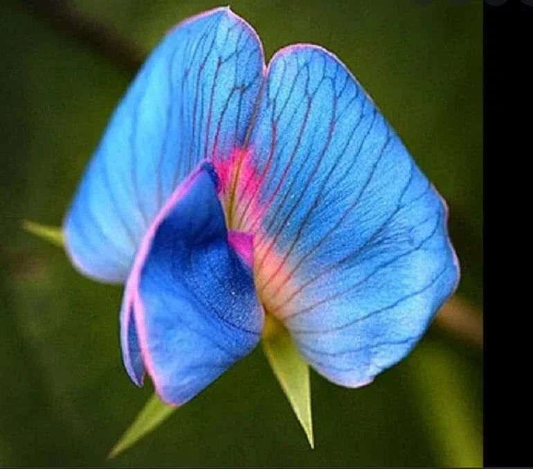 King TUT Blue Sweet Pea Seeds - 5 Rare Seeds for Planting - Lathyrus sativus azureus - Fragrant Climbing Flowers
