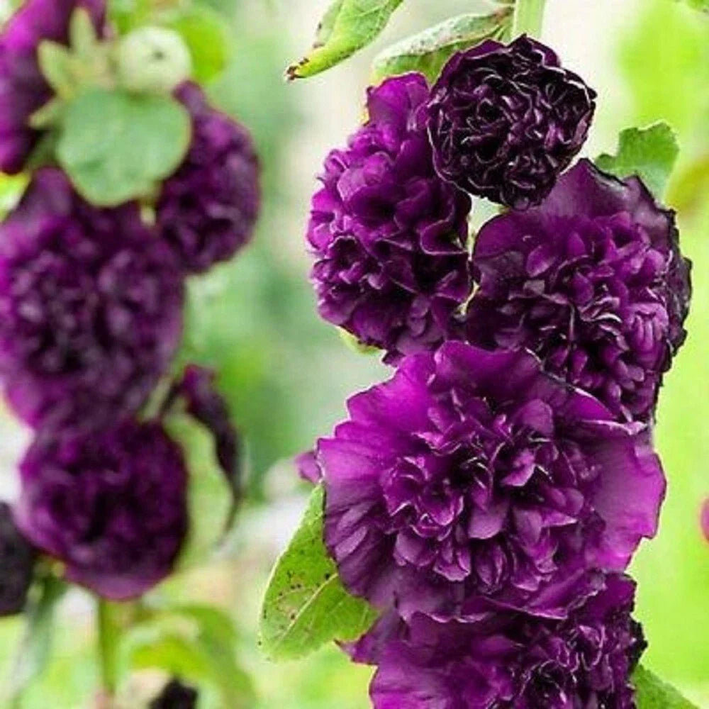 25 Double Dark Purple Hollyhock Seeds - Perennial Flower - Alcea rosea - Attracts Pollinators - Easy to Grow