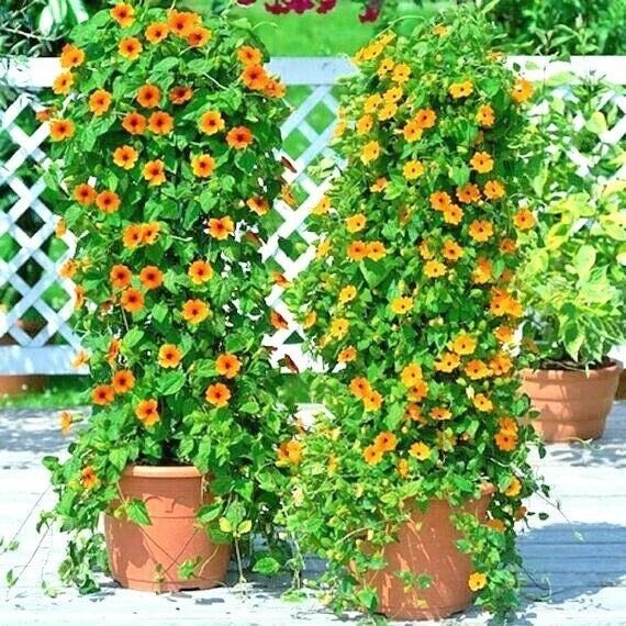 Black Eyed Susan Vine Seeds - 50+ Non-GMO Flower Seeds - Thunbergia alata - Yellow Blooms for Garden, Patio, Container