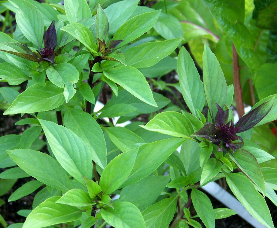 Thai Basil Seeds - 100+ Non-GMO Khmer Chi Neang Voang Jiu Ceng - Ocimum basilicum - USA Grown Culinary Herb