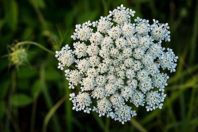 Queen Anne's Lace Seeds - 250 Count Wildflower Seeds for Planting - Daucus carota - Attracts Pollinators, Easy to Grow