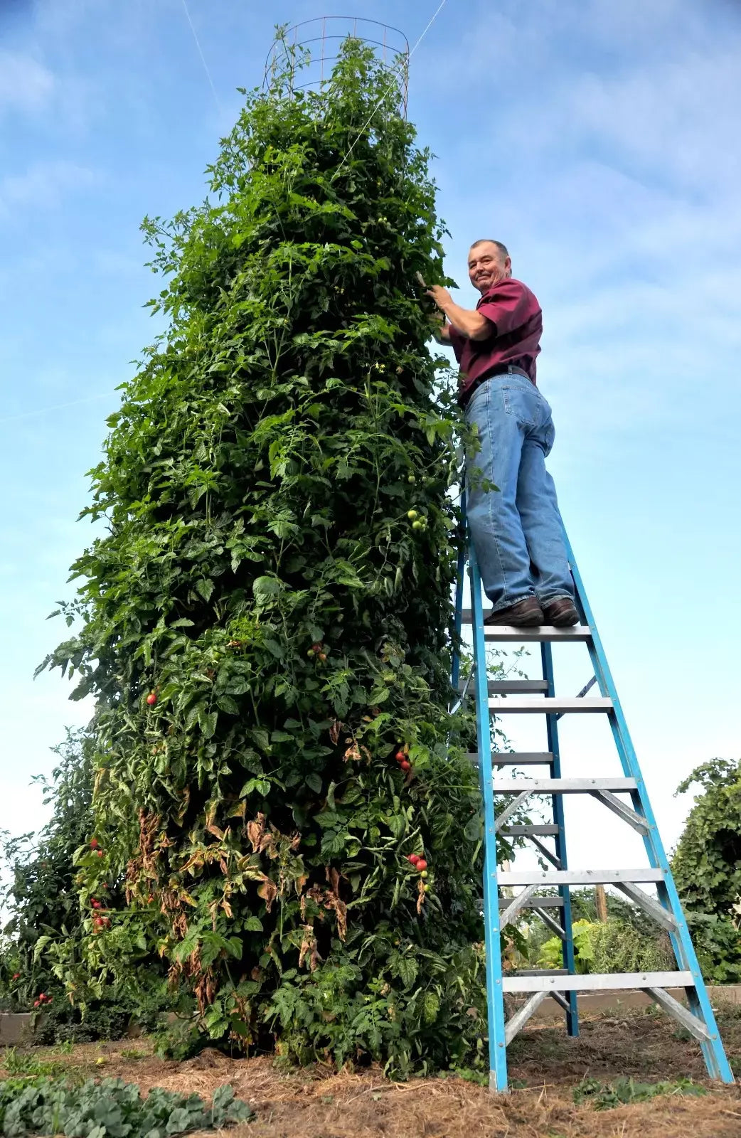 Trip L Crop Tomato Seeds - 30+ Rare Tomato Tree Seeds (Solanum lycopersicum) - Huge Vines for Unique Gardens