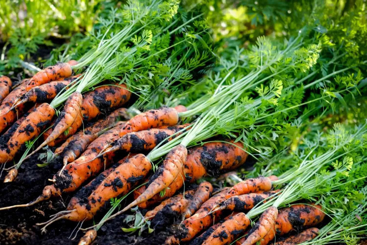 Tendersweet Carrot Seeds - 500+ Heirloom Seeds - Daucus carota - Sweet, Crunchy Variety for Home Gardens - USA