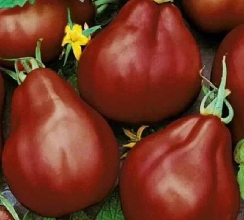 Black Truffle Tomato Seeds 50+ Count Indeterminate Heirloom Lycopersicon esculentum for Vegetable Garden