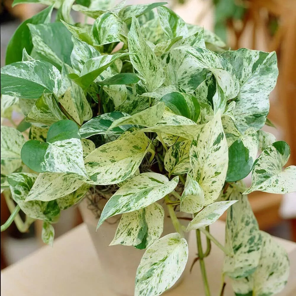 Pothos Ivy Cuttings Combo 6 - Marble Queen, Brazil, N'Joy - Easy Care Indoor Houseplant (Epipremnum aureum)