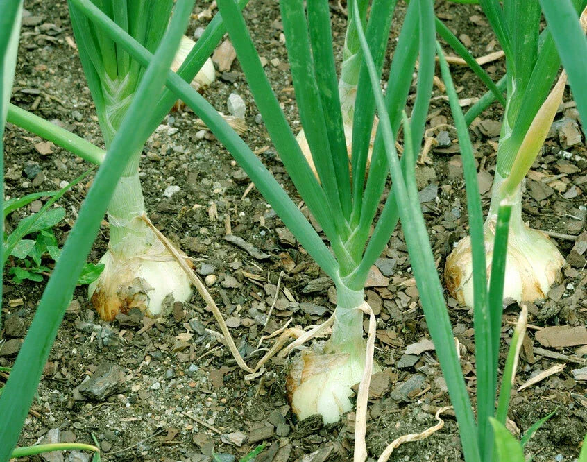 Walla Walla Onion Seeds - 100+ Non-GMO Sweet Mild Vegetable Garden Seeds - Allium cepa for Home Gardening