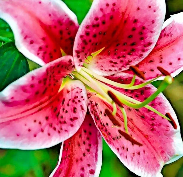 Oriental Lily Bulb 16-18CM Red & White Fragrant Lilium 'Stargazer' for Garden & Bouquets - Easy Care, Pollinator-Friendly