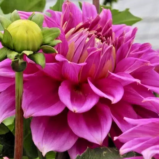 Dahlia Bulb Tuber 8-10" Red Purple Blooms Live Plant - Dahlia hybrid for Garden & Cutting