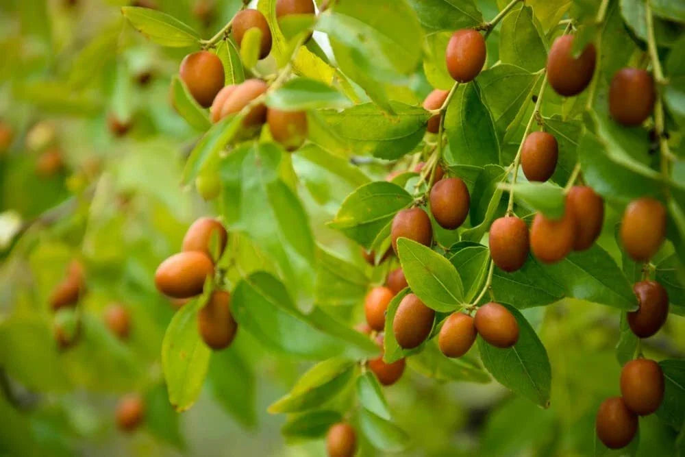 Chinese Date Tree Seeds - 6 Seeds Jujube Tsao Zizi - Ziziphus jujuba - Easy to Grow, Edible Fruit, Hardy Tree for Garden