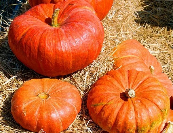 Cinderella Pumpkin Seeds 10+ Count | Rouge Vif D'Etampes | Non-GMO Heirloom | Cucurbita pepo