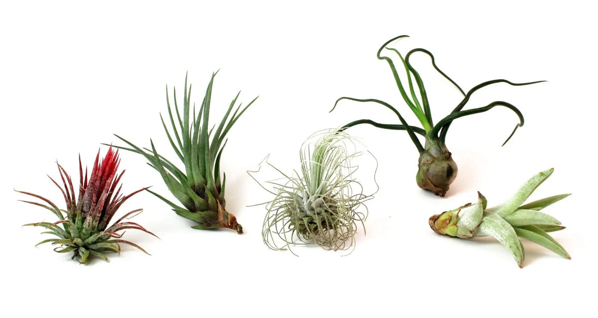 5 Pack Assorted Tillandsia Air Plants - Exotic Low Maintenance Indoor Plants - Tillandsia spp. - Perfect for Home Decor