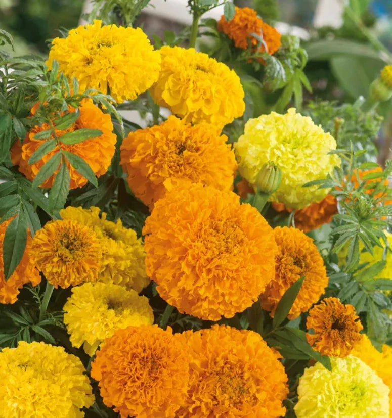 African Marigold Seeds - 100 Non-GMO SUGAR & SPICE Double Variety - Tagetes erecta - Ideal for Beneficial Gardening