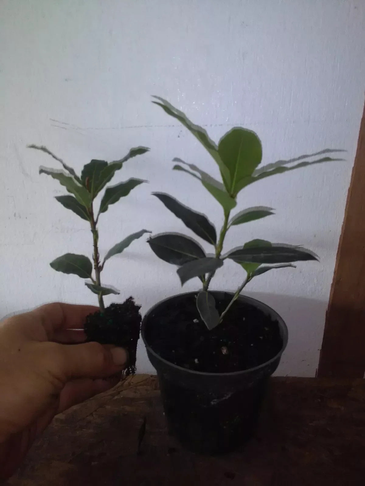 Bay Leaf Tree Starter Plant Set - 2 Healthy Laurus nobilis Plants for Culinary Use and Home Garden Décor