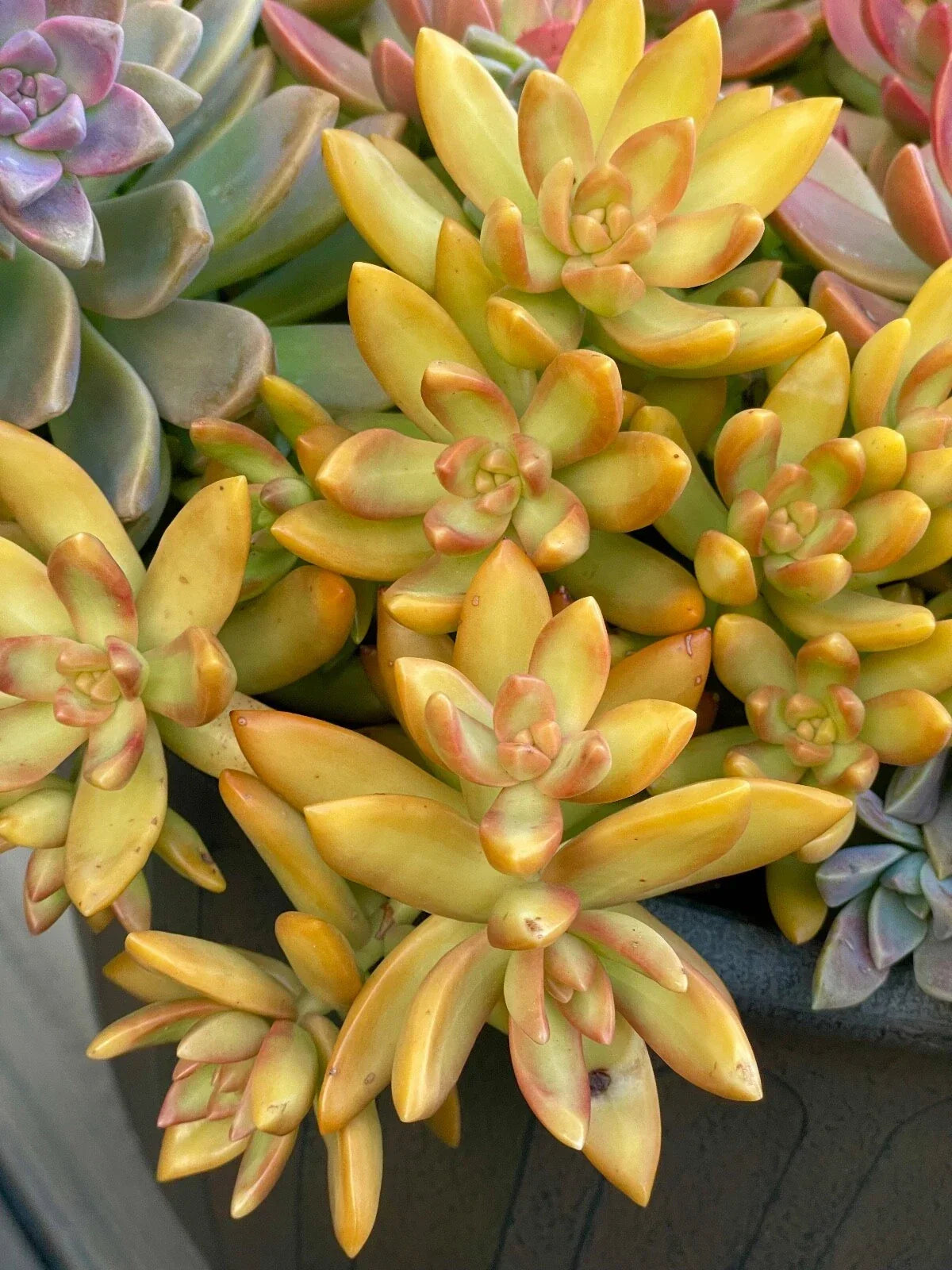 Rare Succulent Cutting 2-Inch Sedum Nussbaumerianum Orange Delight Live Plant - Drought-Tolerant Indoor/Outdoor Decor