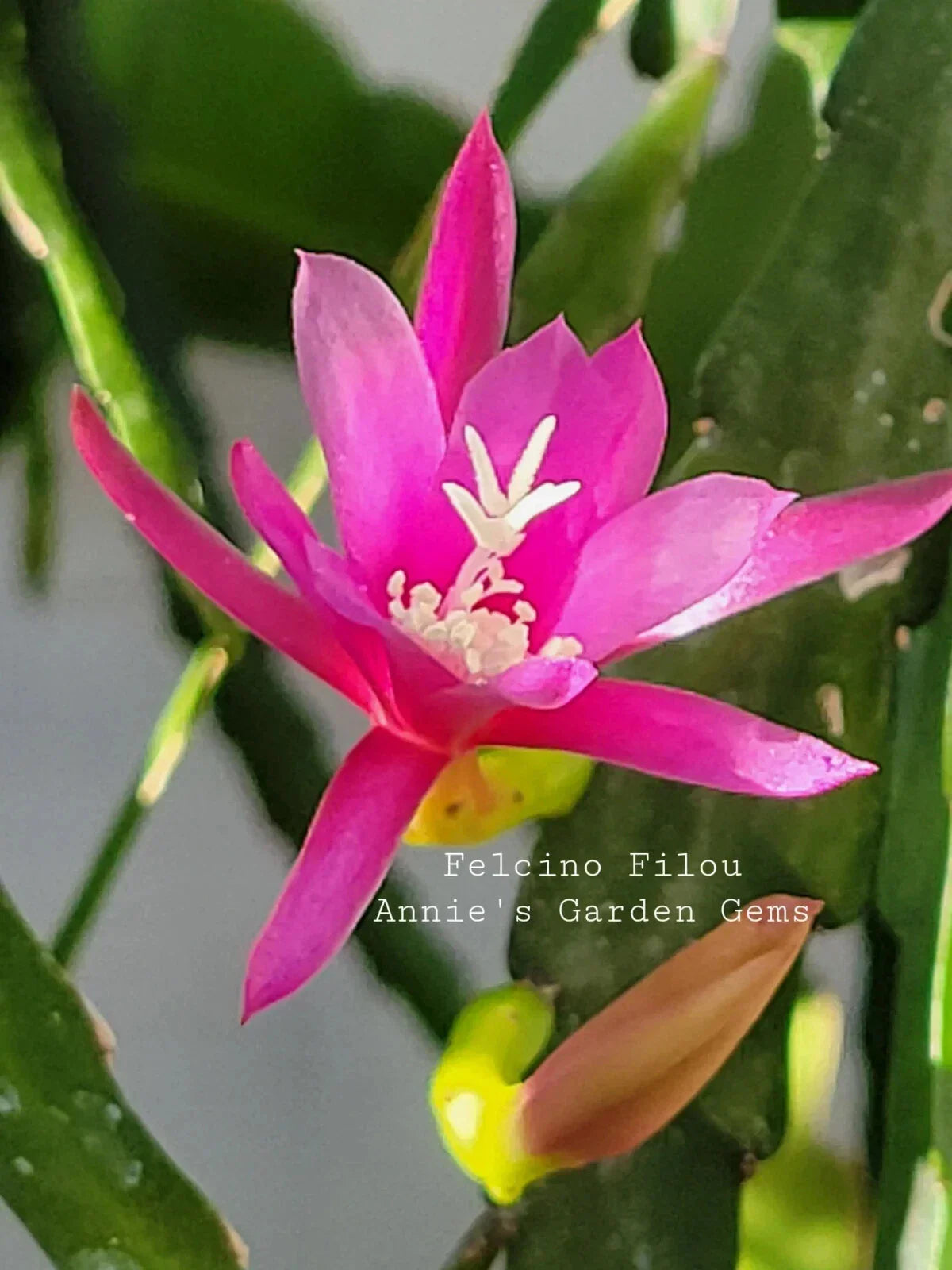 Epiphyllum Cuttings - Unrooted 8-10 Inches - Felcino Filou - Orchid Cactus (Epiphyllum) for Easy Propagation and Gardening
