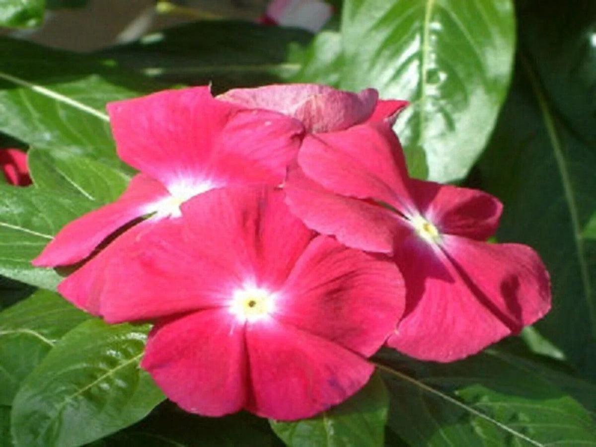 Vinca Seeds 5000 Count Sunsplash Cherry GL, Vibrant Flowering Plants, Catharanthus roseus, Low Maintenance, Drought Tolerant