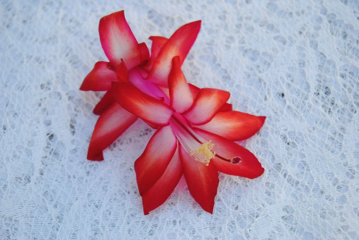 Christmas Cactus Starter Plant - Small Sunburst Fantasy - Schlumbergera Truncata - Healthy Well-Rooted Indoor Plant