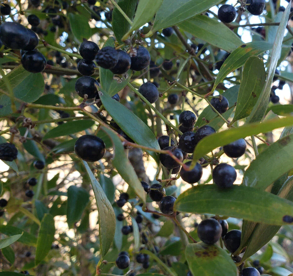 Laurel Greenbrier Seeds | 5 Pack | Smilax Laurifolia | Florida Native Vine | Wildlife Friendly Ground Cover