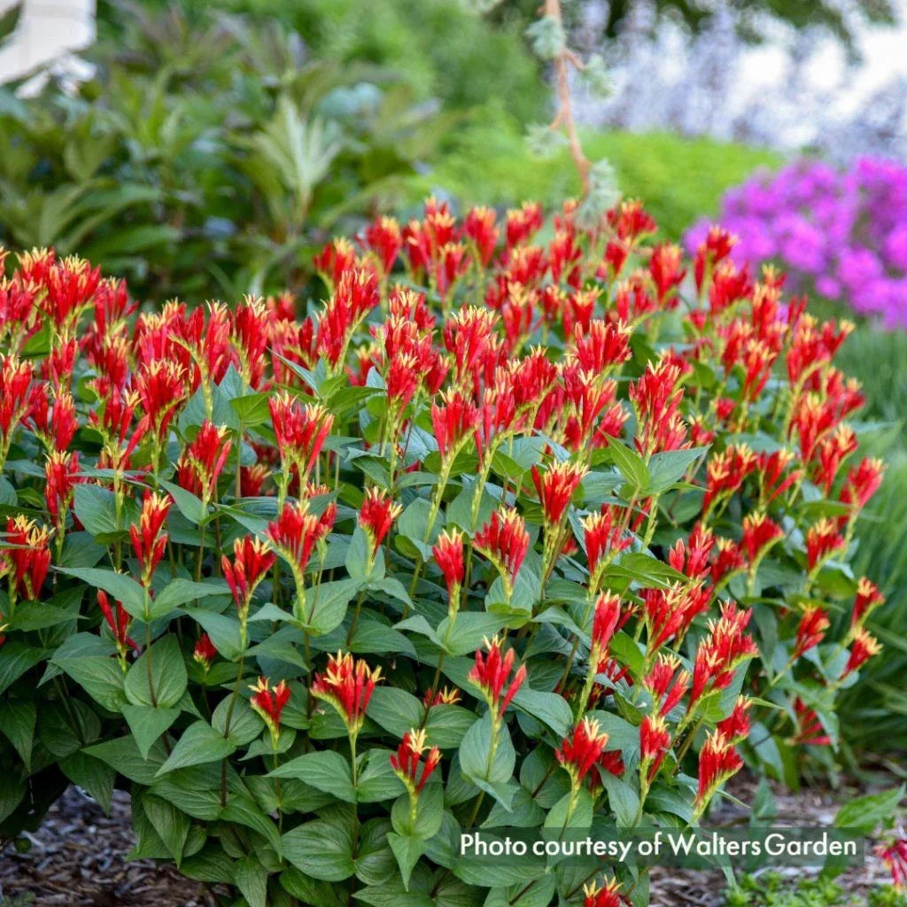 Indian Pink Plants - 10 Pack - Pink Root - Spigelia Marilandica - Vibrant Perennial for Shaded Gardens - Attracts Hummingbirds